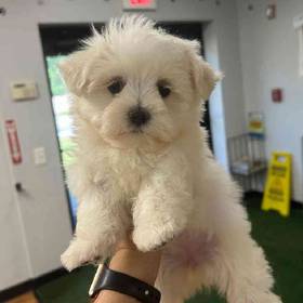 Maltese
