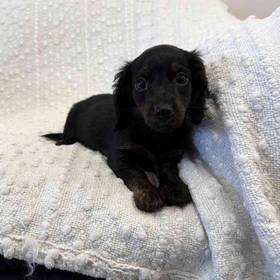 Dachshund