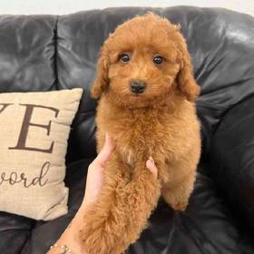 Mini Goldendoodle