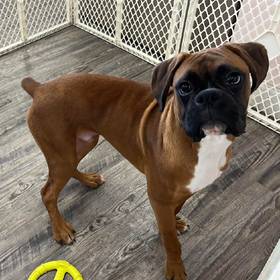 Boxer