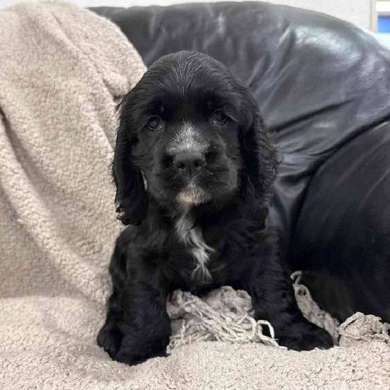 Cocker Spaniel