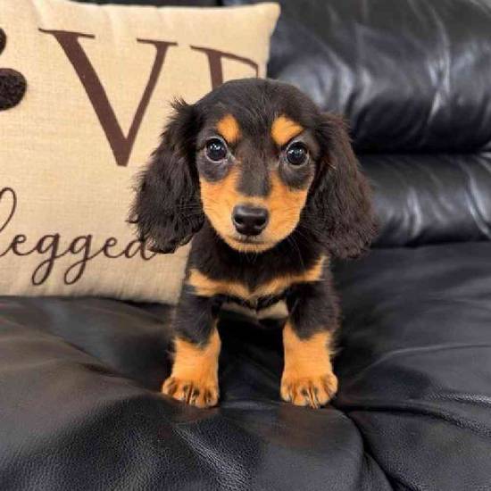 Dachshund