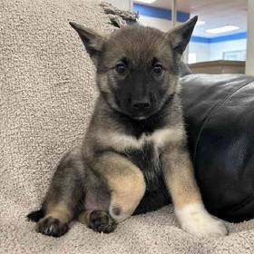 Norwegian Elkhound