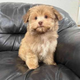 Havanese