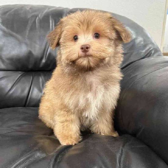 Havanese