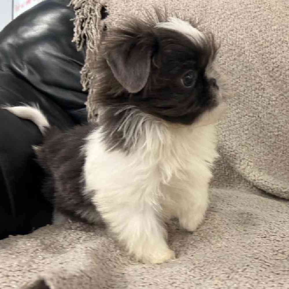 carousel pet images