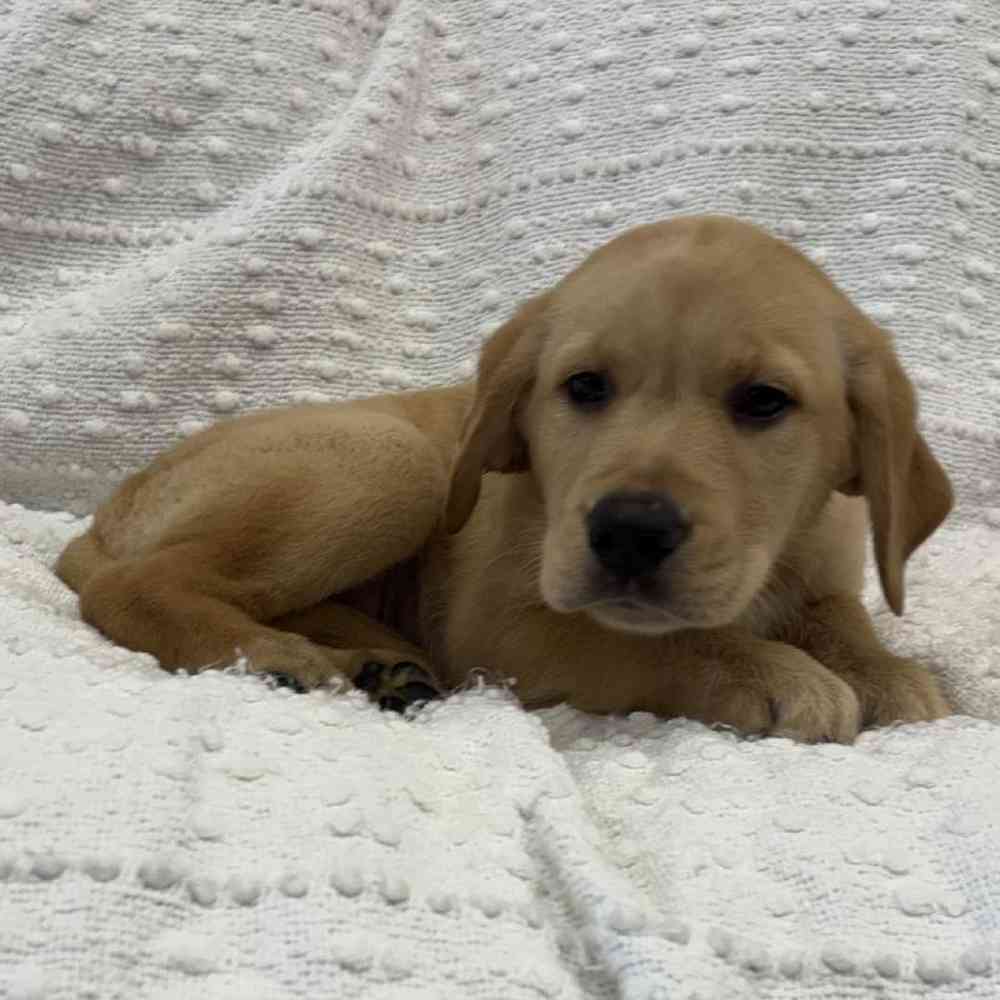 Image of a pet breed in the gallery