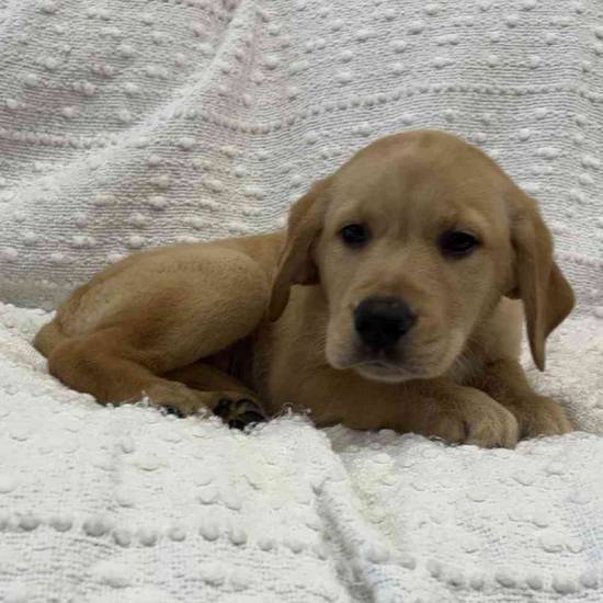Golden Retriever Mix