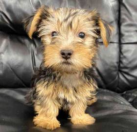 Silky Terrier