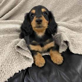Dachshund