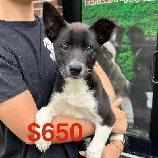 German Shepherd Mix