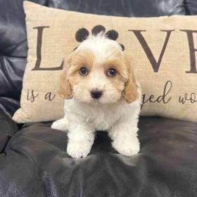 Cavachon