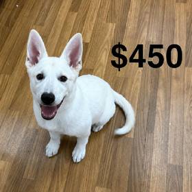 German Shepherd Mix