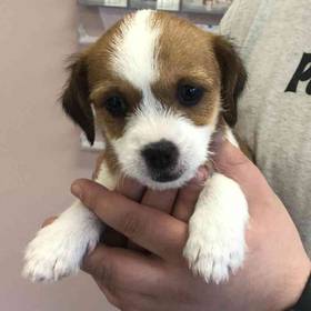 Shih Tzu Terrier 