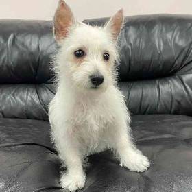 West Highland White Terrier