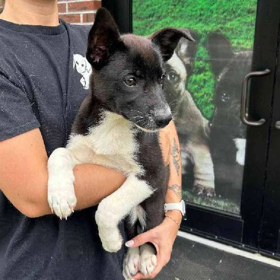 German Shepherd Mix