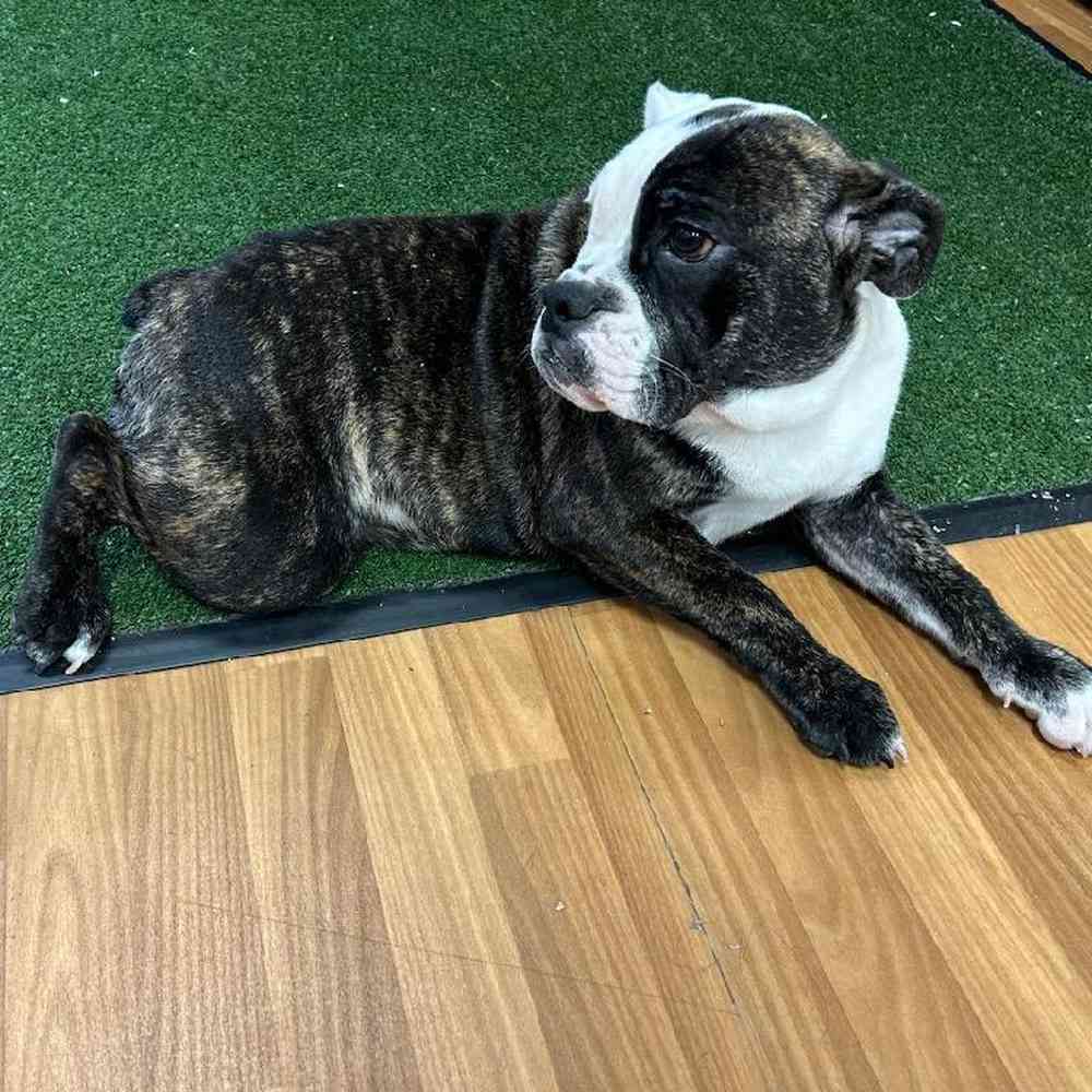 carousel pet images