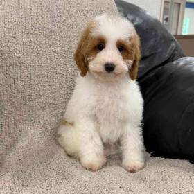 Mini Poodle