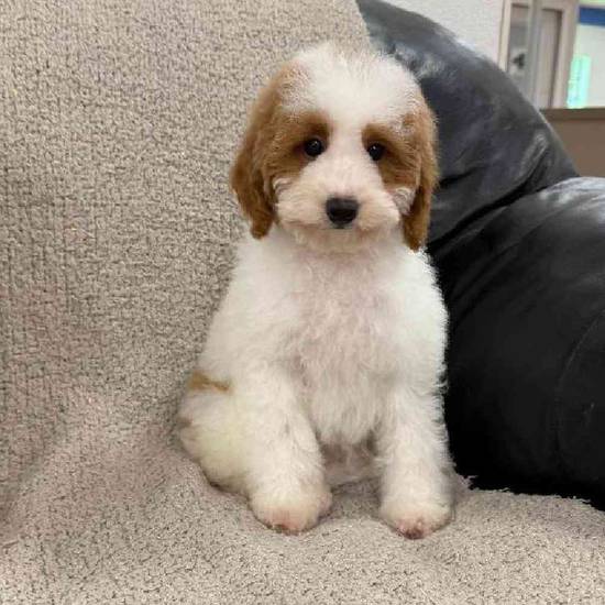 Mini Poodle