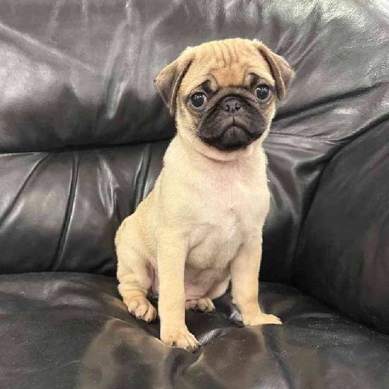 Pug