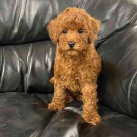 Mini Poodle