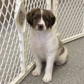 Mini Labradoodle