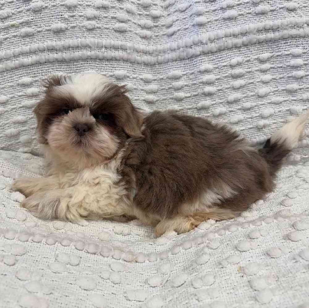 carousel pet images