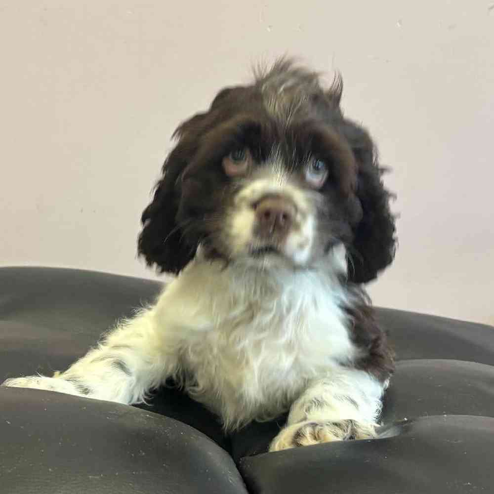 Image of a pet breed in the gallery