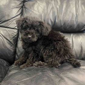 Yorkie-Poo