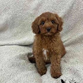 Cavapoo