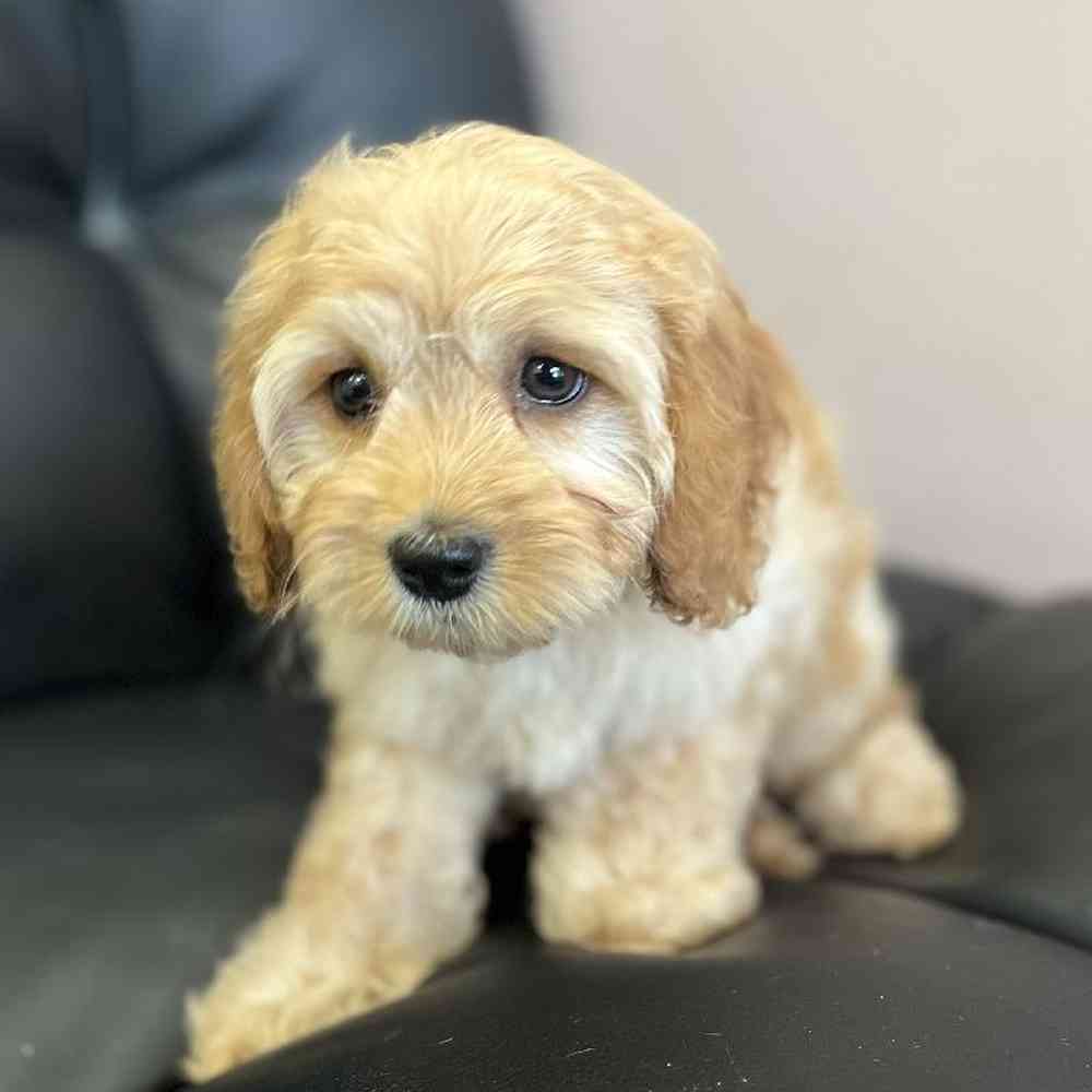 Cavapoo Puppy for sale The Perfect Puppy Plainville MA