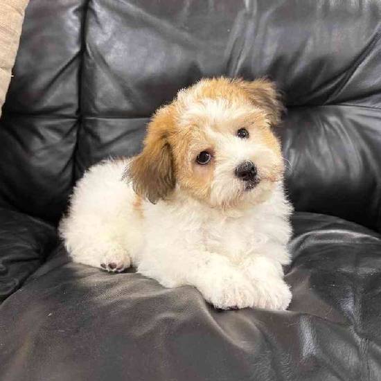 Havanese