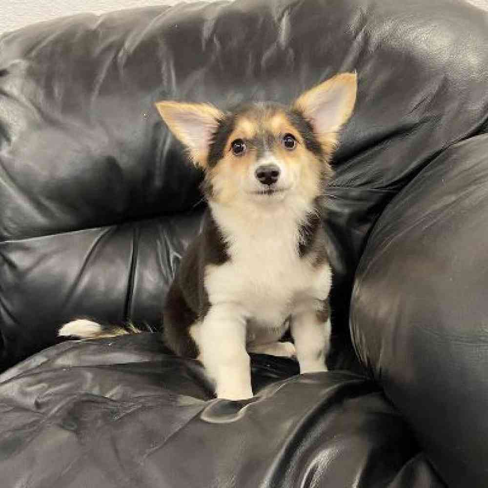 carousel pet images