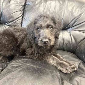Labradoodle