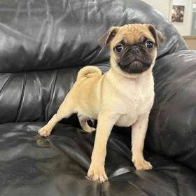 Pug