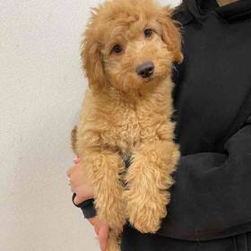 Mini Goldendoodle