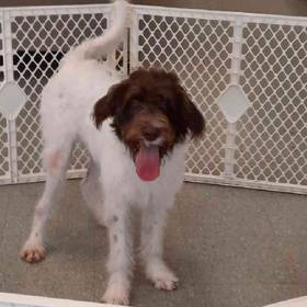 Labradoodle