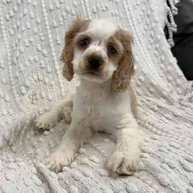 Cocker Spaniel