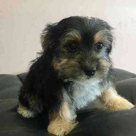 Morkie