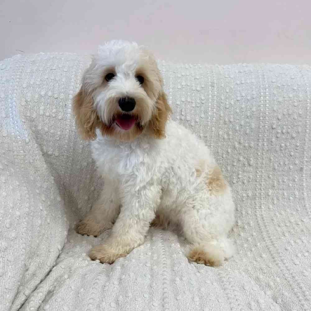 Image of a pet breed in the gallery