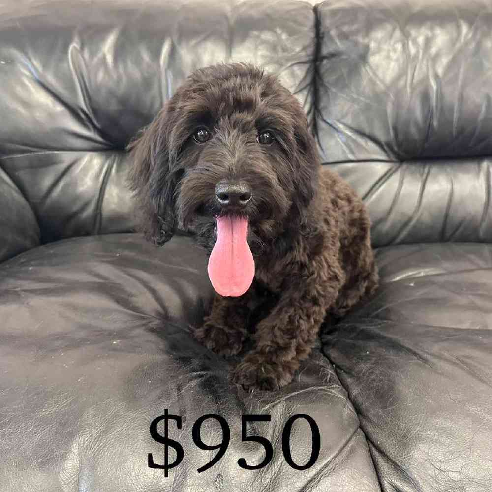 Image of a pet breed in the gallery