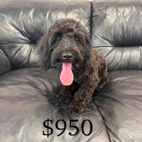 Schnoodle