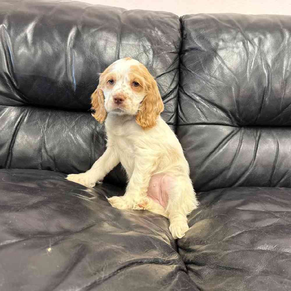 Image of a pet breed in the gallery