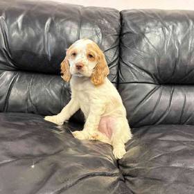 Cocker Spaniel