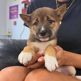 Shiba Inu