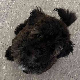 Shih-Poo