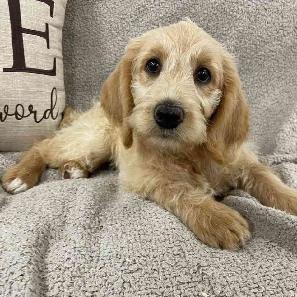 Image of a pet breed in the gallery