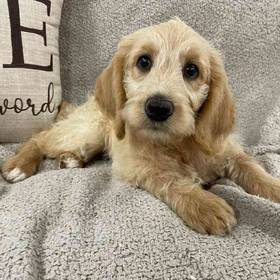 Labradoodle
