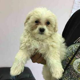 Maltipoo