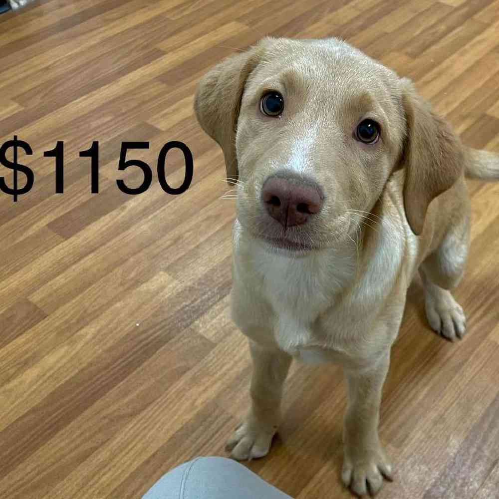 Female Labrador Retriever Puppy for Sale in Scituate, RI